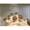 Mushroom Grain master Spawn bag 1.7KG Pleurotus eryngii Large Cap (KING OYSTER)  - FREE EXPRESS SHIPPING